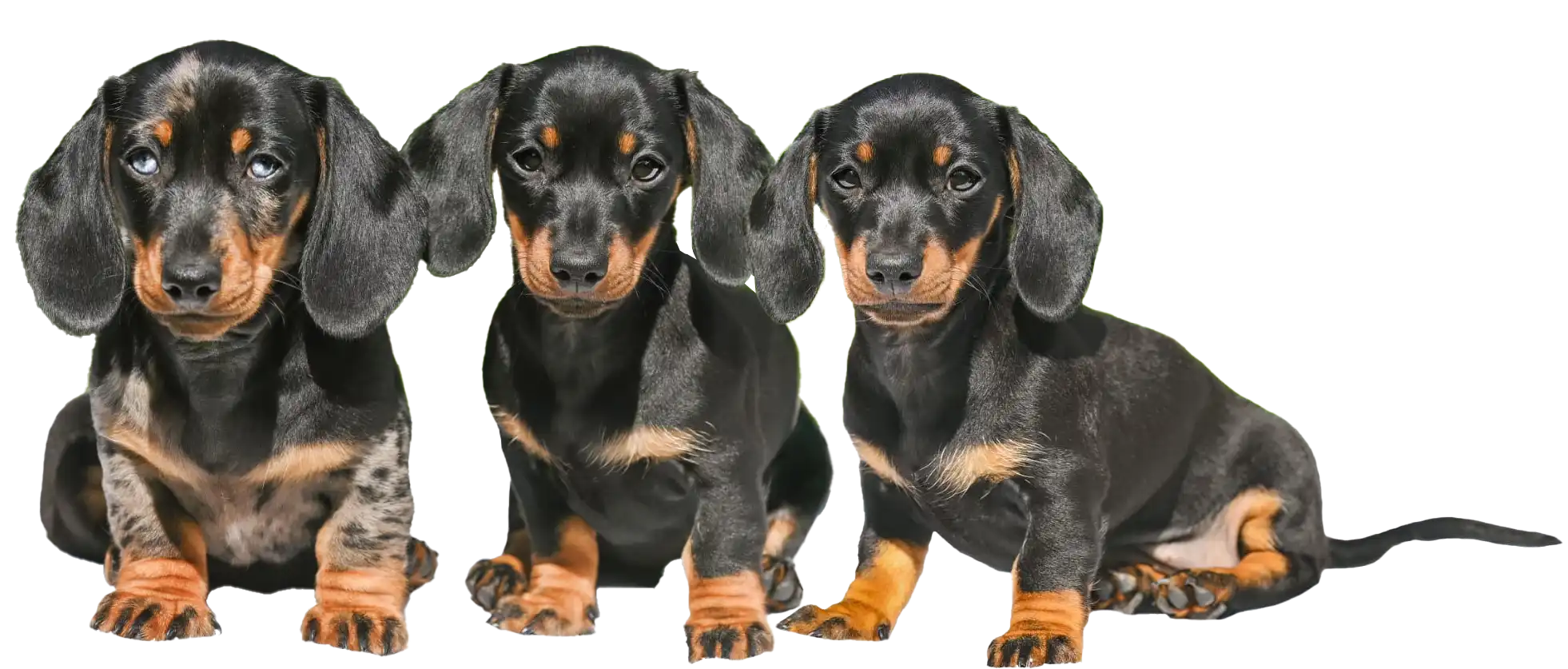 3 chiots copie