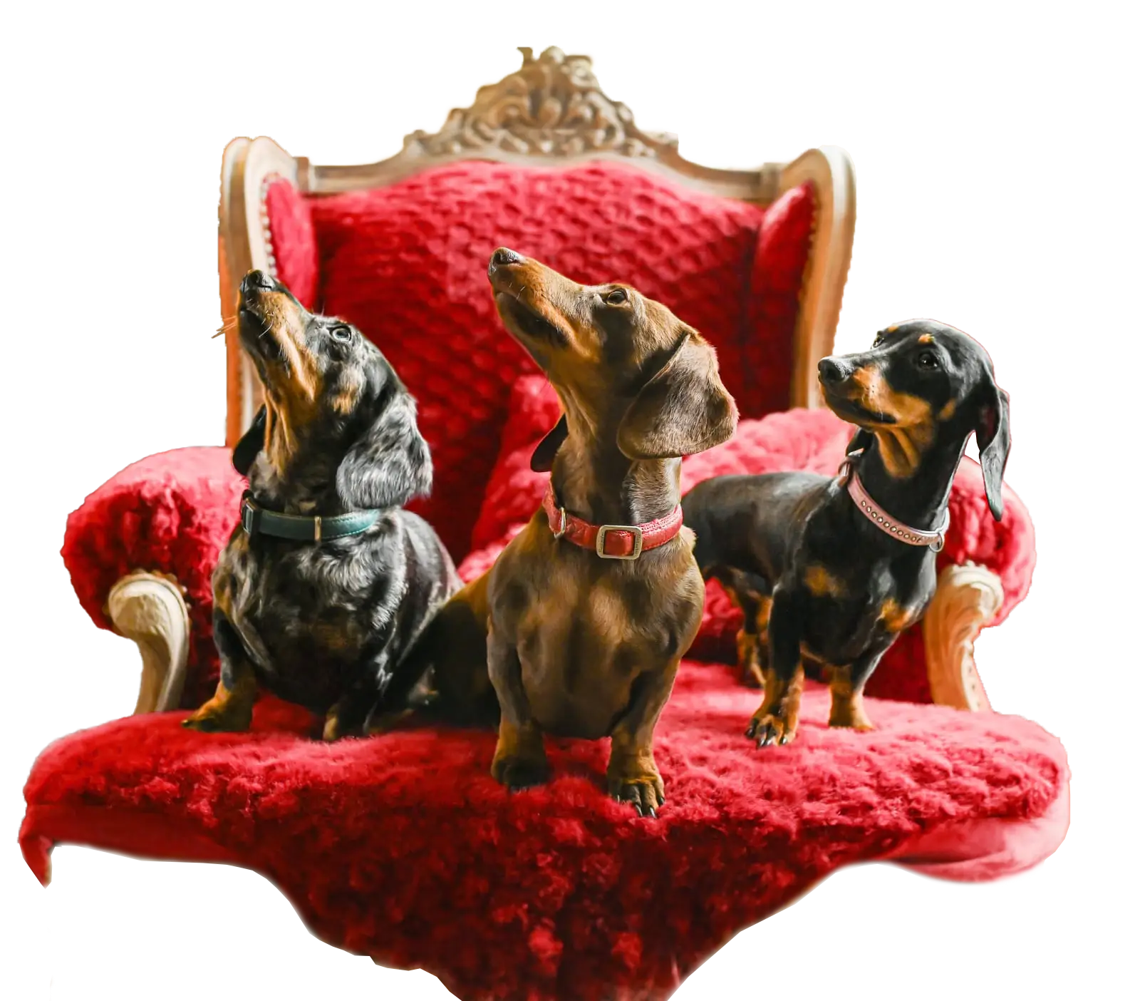 Chien header 3